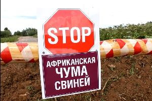 ВНИМАНИЕ! в Хабаровском крае введен режим ЧС по африканской чуме свиней