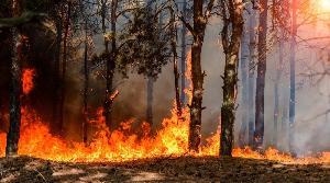 В Хабаровском крае лесные пожары распространились почти на 135 тыс. га