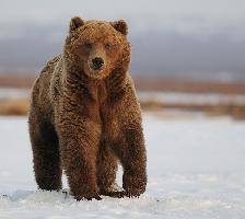 Об обеспечении безопасности в связи с возможными случаями появления медведей в населенных пунктах, садоводческих товариществах и иных территориях Николаевского муниципального района Хабаровского края